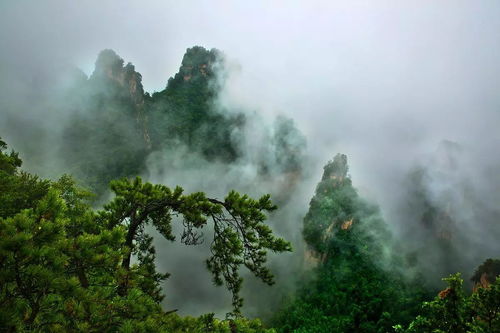 《雾》作者/郭曰方配乐/诵读/紫金茉莉 主编/胡琴(图2)