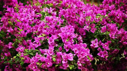 《花季》作者:布雷子【主播:青草味儿】【桃源国际诗歌集团】用声音传递温暖以诵读致敬人生♬（图6）