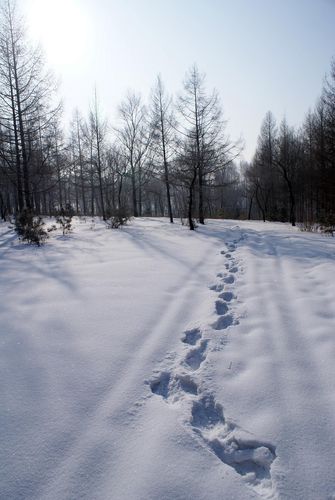 【中国长江文学社】《冬天踏雪而来》作者 邴文侠//主播 田心//编辑 岁月静好 第6789期（图4）
