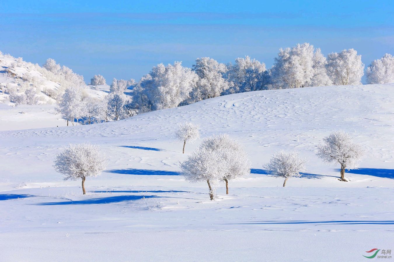 【中国长江文学社】《冬天踏雪而来》作者 邴文侠//主播 田心//编辑 岁月静好 第6789期（图6）