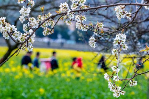 【新山东文学社】《诗词一组十二首》作者/龙游天下 主播/天空（图3）