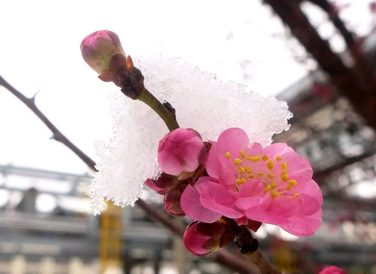 闲冬诗赋 文/线连石（图4）