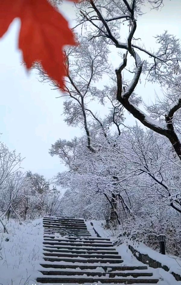 联机全球发布万年青作品欣赏（图52）