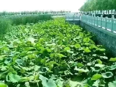 【九月茶韵文学诗社】2023——038期《我美丽的家乡》作者/红枫 主播/冬虫夏草 编辑制作/刘林丽(图3)