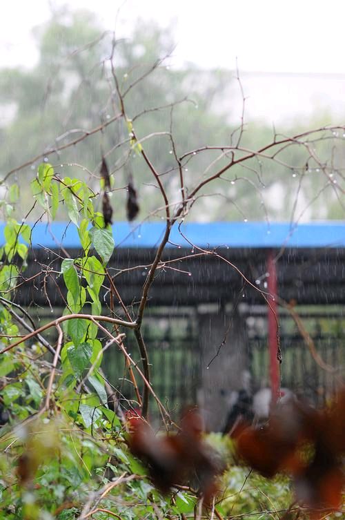 《雨水》作者:杨咏椿【主播:悠闲】【桃源国际诗歌集团】用声音传递温暖以诵读致人生♬（图6）