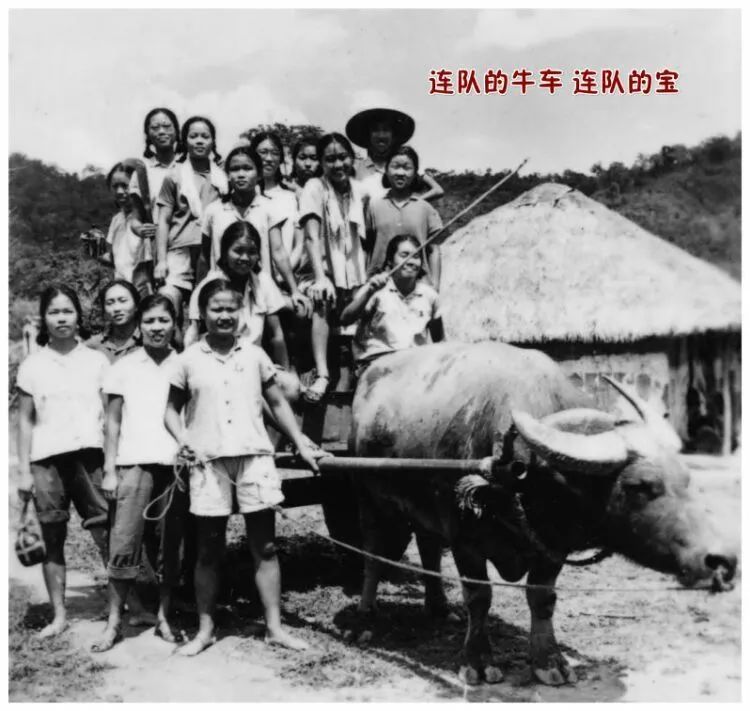 海南小伙房的知青生活(图4)