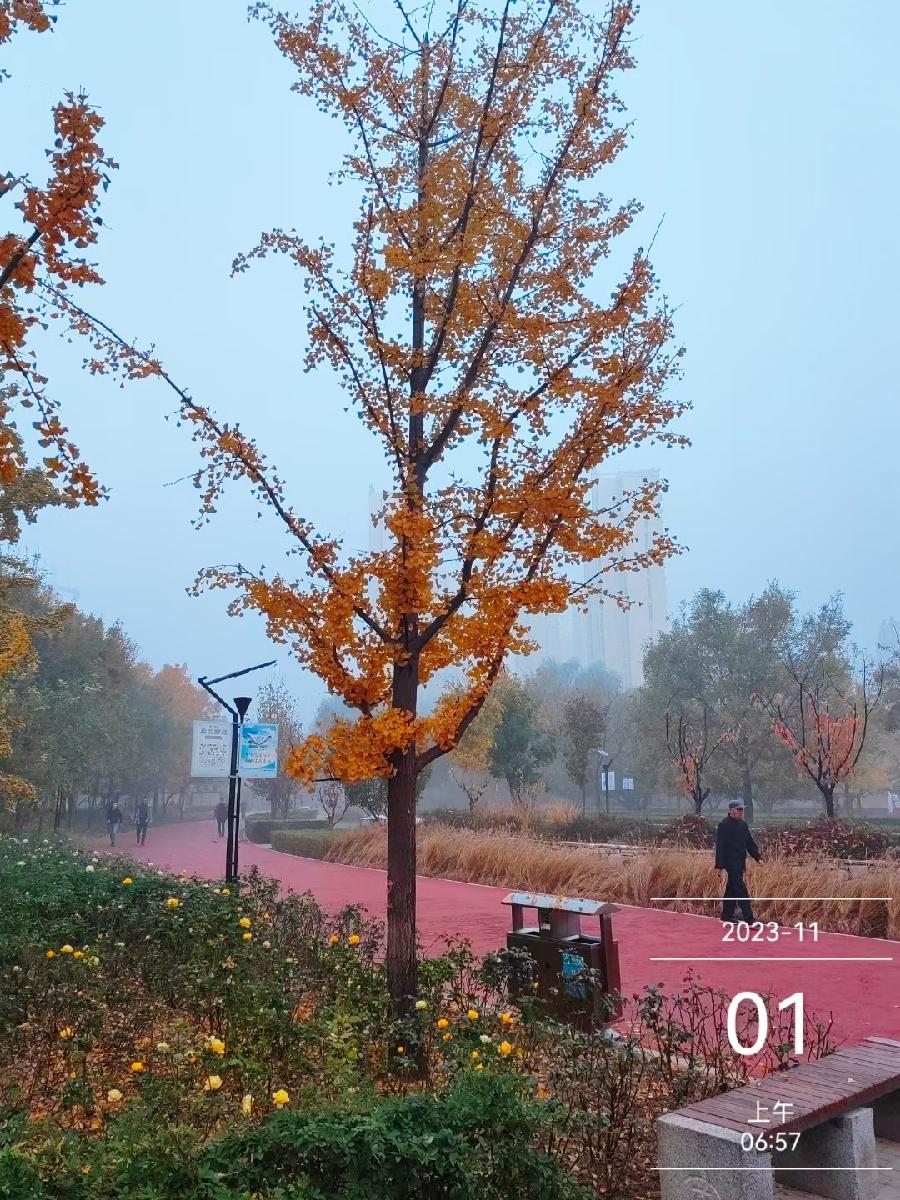河北廊坊曹学光(飞人乔丹):秋叶黄(外六首)（图5）