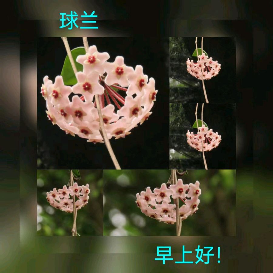 联机全球发布马洪武作品欣赏（图391）