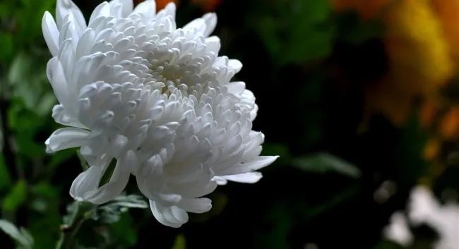 【新诗大观】寒食节,思念天堂里的爹娘||文/村里女人(图3)