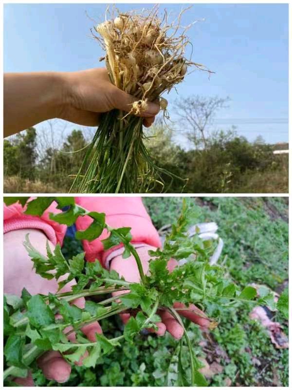 韩庚的《挖野菜》