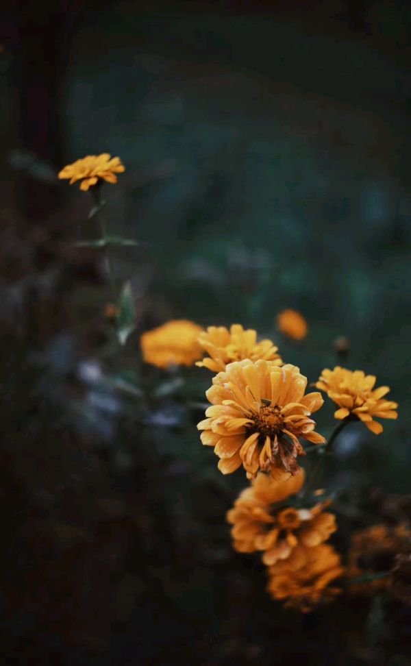 东方书剑的《七绝•寒衣节悲吟》
