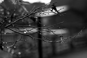 《冬天看雨》作者:田歌【主播:老红酒】【中国现代诗歌文化传媒】徜徉诗的海洋，聆听天籁之音♬（图7）