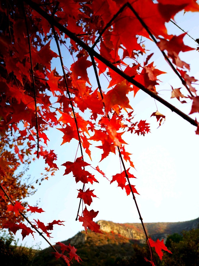 七律.枫叶红了 作者/沈克法（图3）