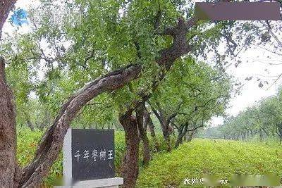 【茌山诗苑】山东茌平高廷伦‖甜甜蜜蜜吃枣花（图2）