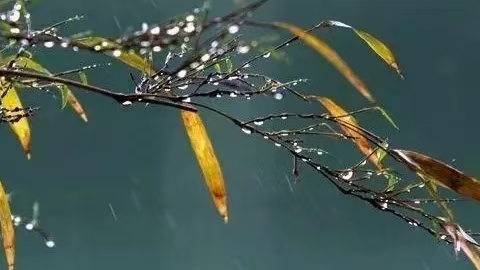 冬雨/寄语“新江西诗派”诗友群（文/许碧霞）……莲叶之珠文学社（图3）