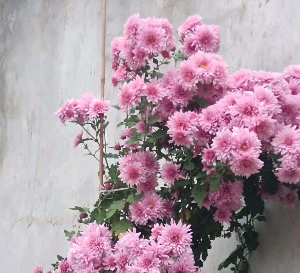 寒衣节感吟（外二首）文／高加强〔陇南〕【冰心文化传媒】（图3）