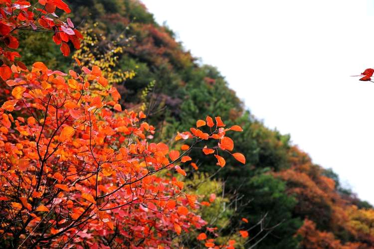 【重磅推出】鲁坡//小别长安赴天山[外五首]（图4）