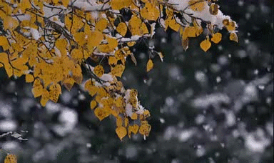 【新诗大观】初雪||散文诗/金义(河北)