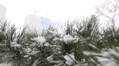 【新诗大观】初雪||散文诗/金义(河北)(图2)