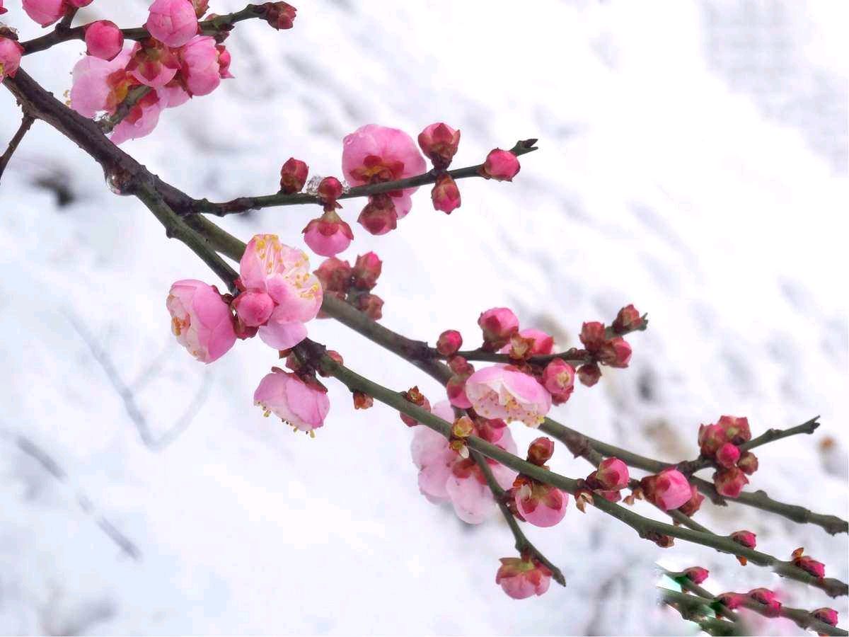 【中国长江文学社】《红梅花开》作者 卢进国//主播 祥云//编辑 岁月静好 第6828期（图6）