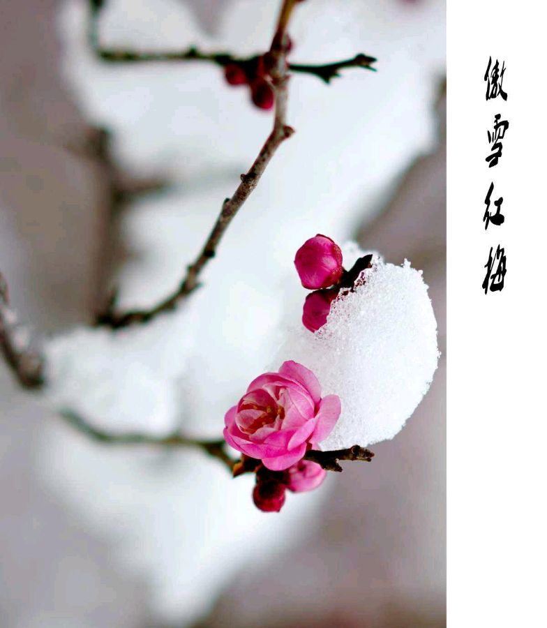 【中国长江文学社】《红梅花开》作者 卢进国//主播 祥云//编辑 岁月静好 第6828期（图4）