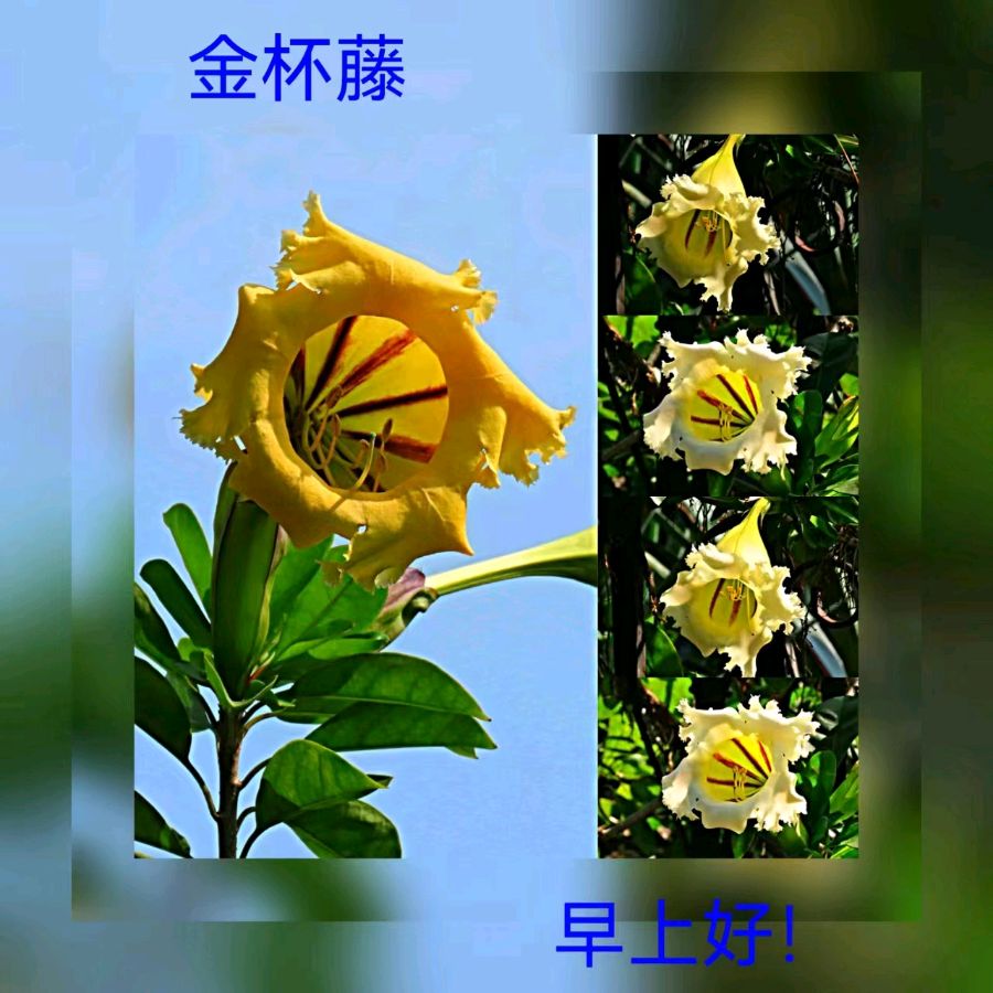 联机全球发布马洪武作品欣赏（图386）