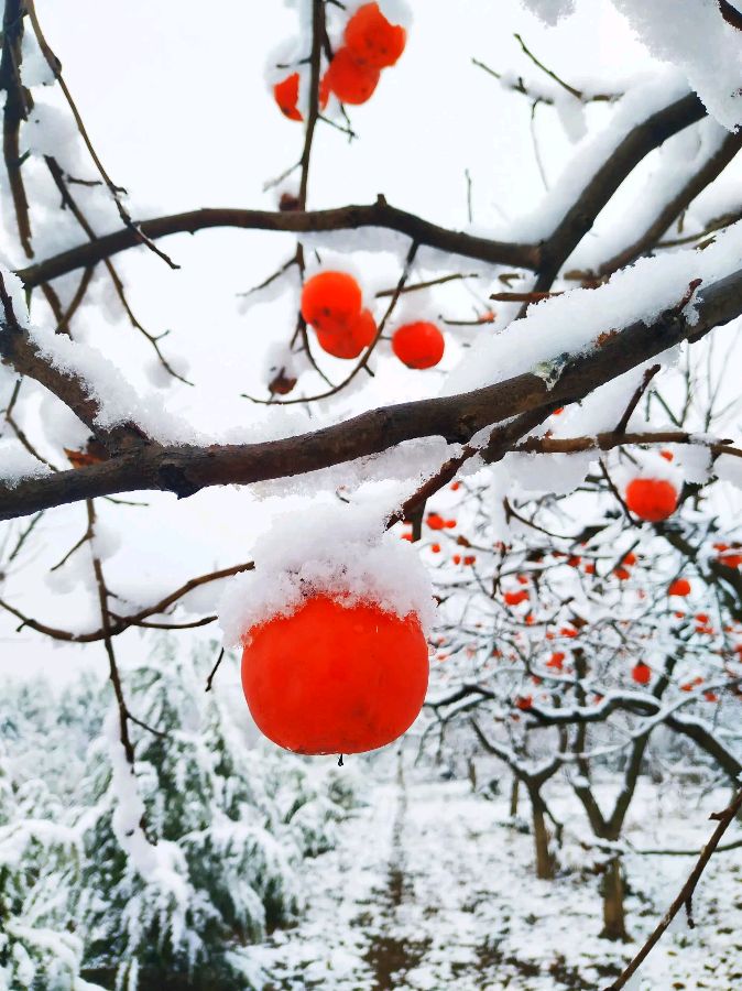 请欣赏金牌主播安然为您诵读张维清老师的《雪》编辑//海纳百川【中国长江文学社】有声文学平台【第6833期】（图5）