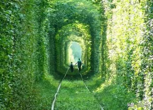 ［摄影诗文栏］七绝·植物隧道（文/方立新）……莲叶之珠文学社（图3）
