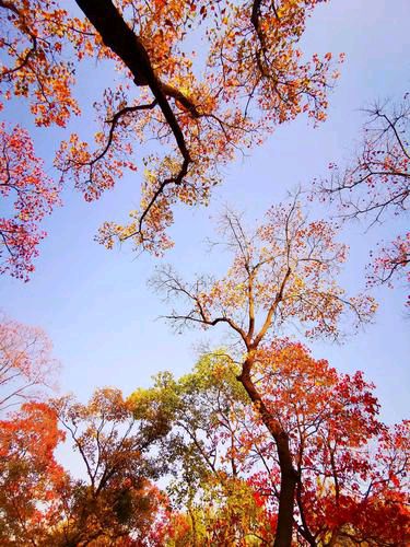 【新山东文学社】《七绝.初冬八咏》作者/朱守平 主播/红叶（图3）