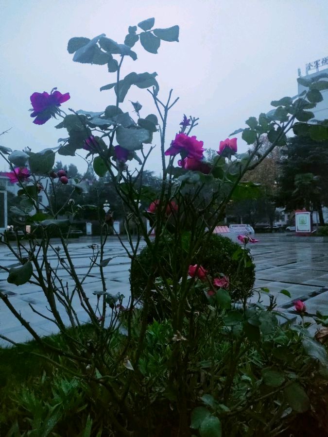 张广新的《七绝•咏月季》