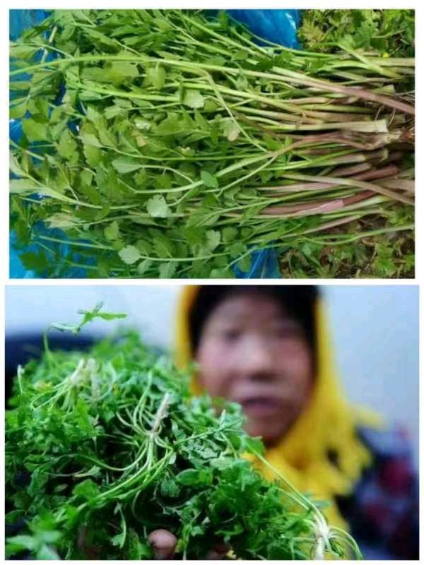 韩庚的《野菜情怀》