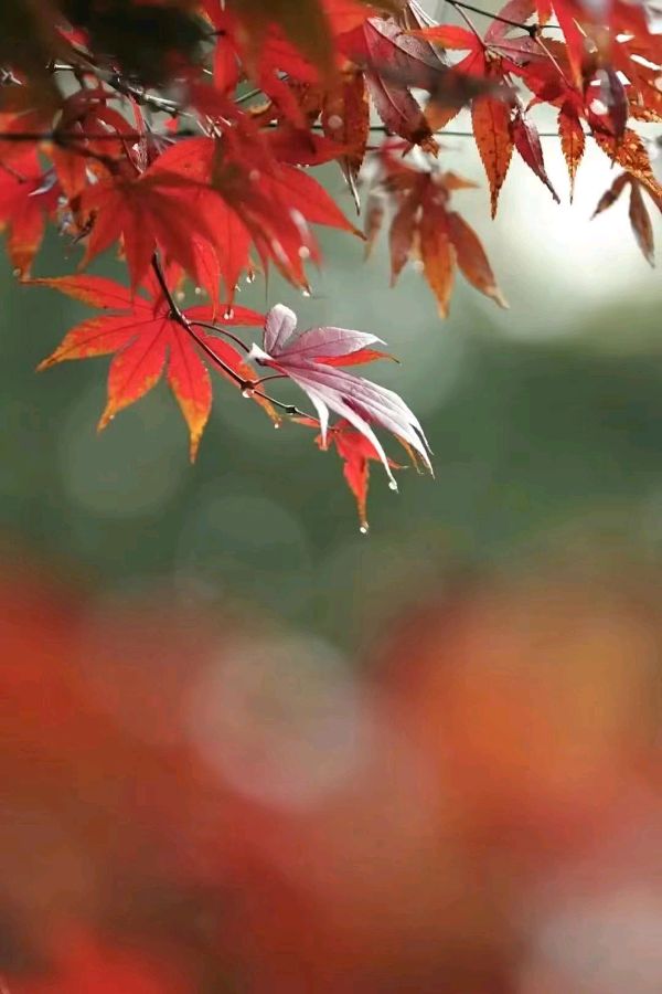 高天上的云（外四首）文/吴雨晴（四川）【冰心文化传媒】（图7）