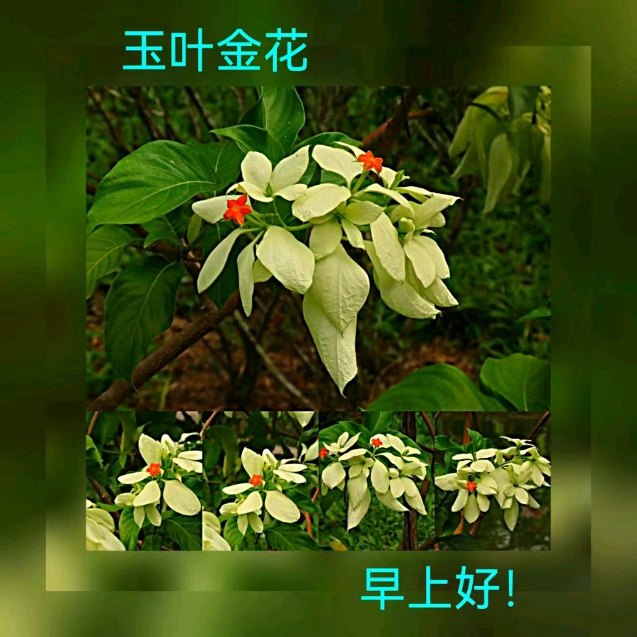 联机全球发布马洪武作品欣赏（图384）