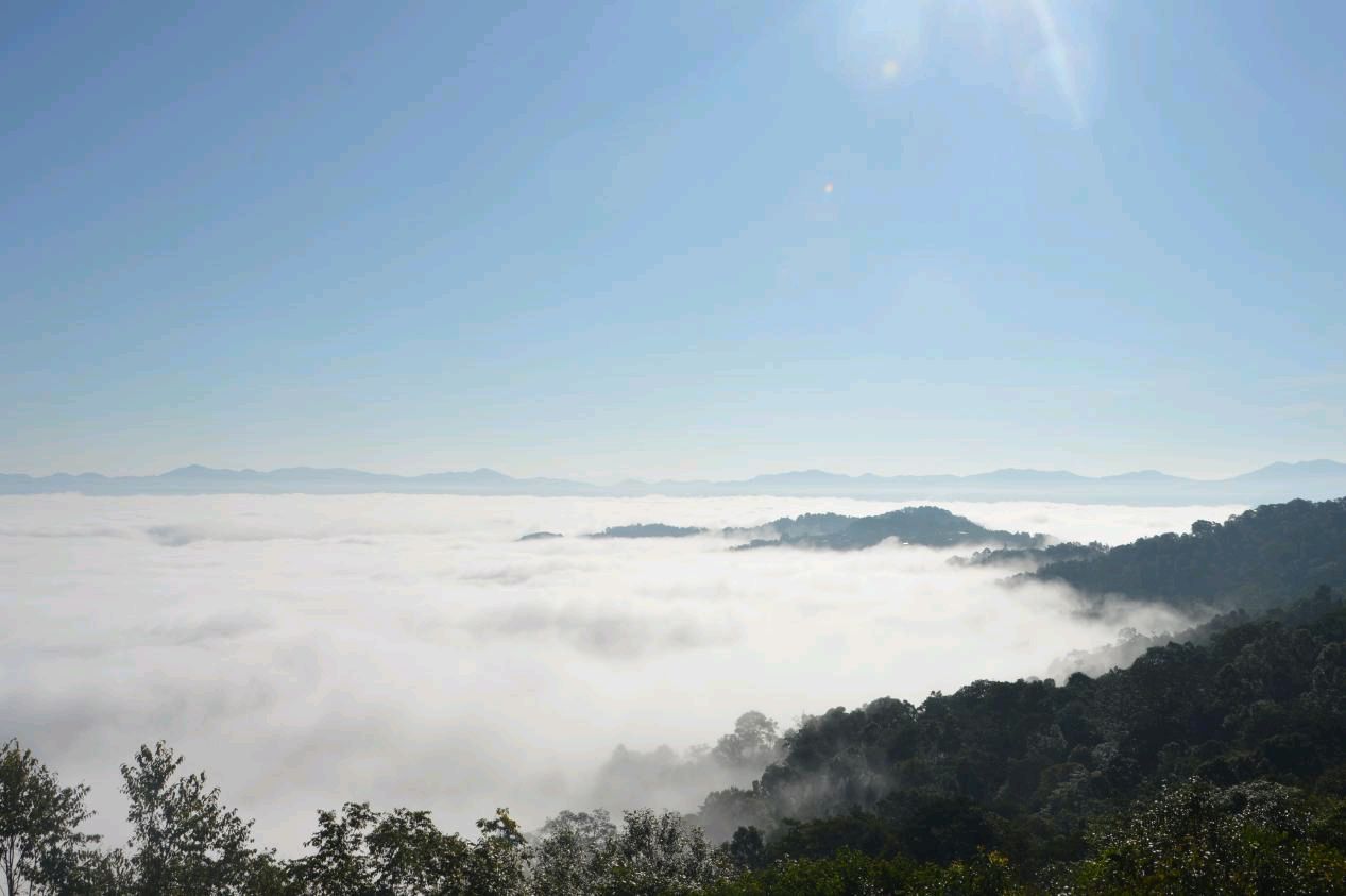 【星月诗社】||周播：我爱你，景迈茶山（散文）—北京头条（图2）