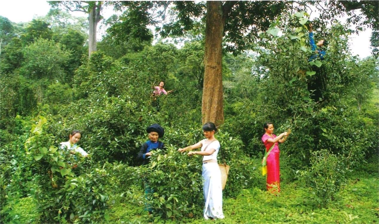 【星月诗社】||周播：我爱你，景迈茶山（散文）—北京头条（图8）