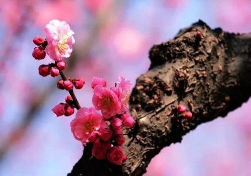 五绝.初冬三首 作者/陈楚强（图3）