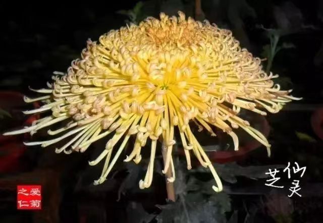 刘凤亭:五绝•咏名贵菊花十一首（3）（图7）