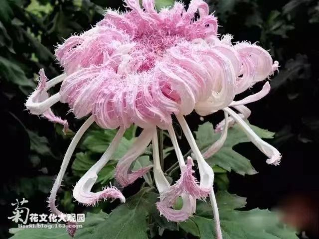 刘凤亭:五绝•咏名贵菊花十一首（3）（图9）