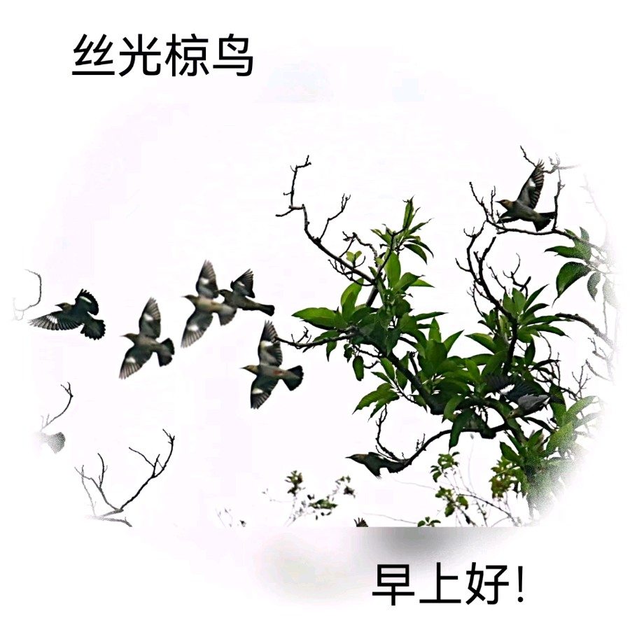 联机全球发布马洪武作品欣赏（图381）