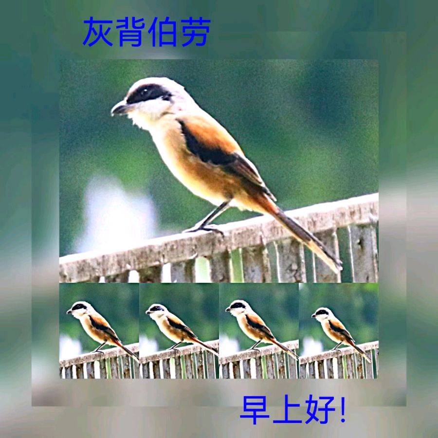 联机全球发布马洪武作品欣赏（图380）