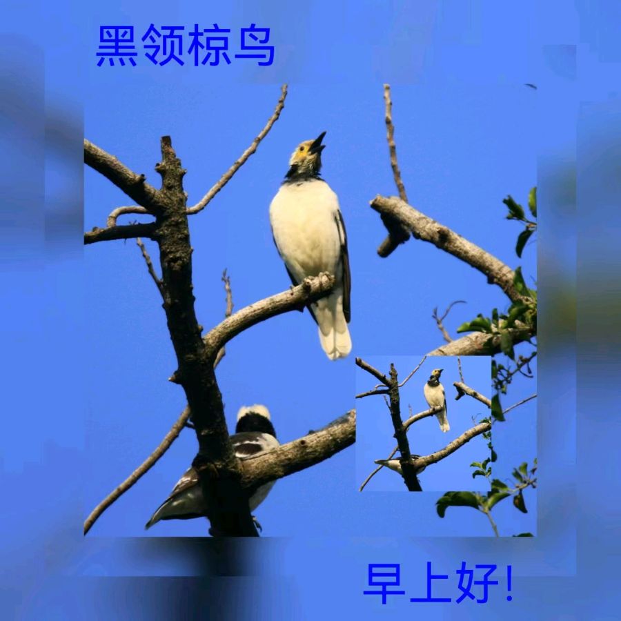联机全球发布马洪武作品欣赏（图379）