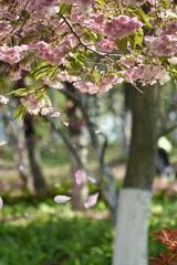 七律·步韵唐寅落花诗24(文/冯清明)……莲叶之珠文学社