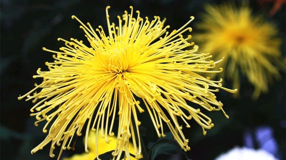 菊花 文/线连石（图3）