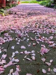 七律·步韵唐寅落花诗25(文/冯清明)……莲叶之珠文学社