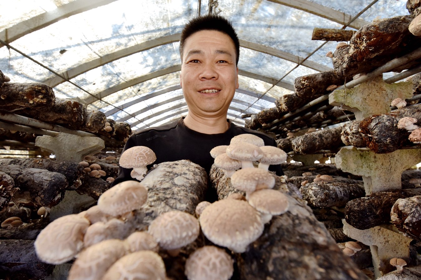 孟津区朝阳镇小香菇撑起群众“致富伞(图4)