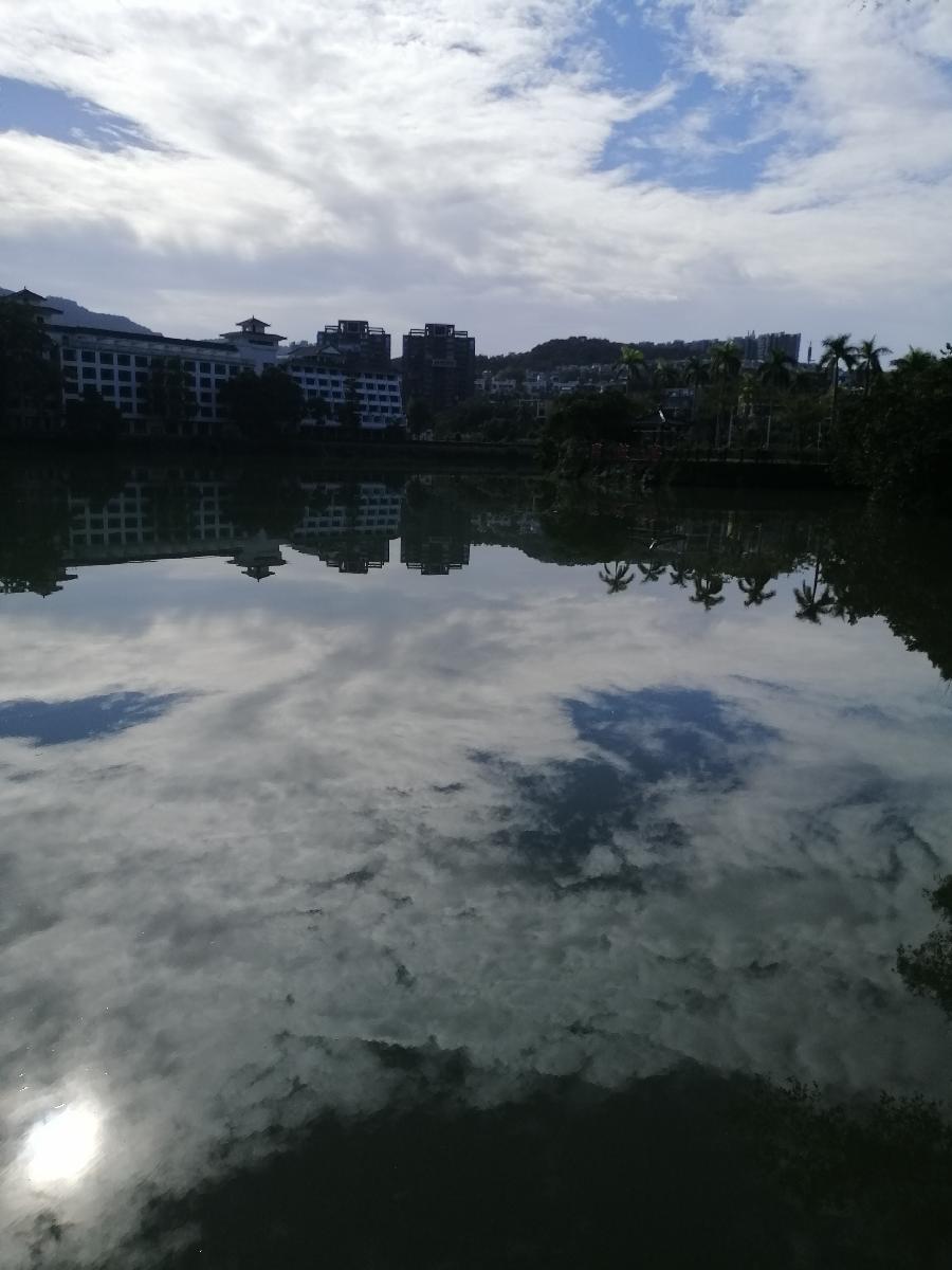 七律 南国紫荆（二首）文／江冲