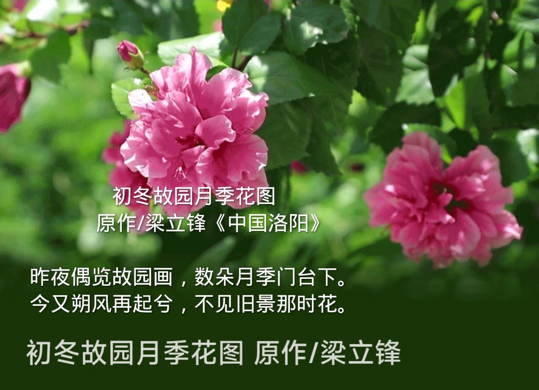 初冬故园月季花图 原作/梁立锋