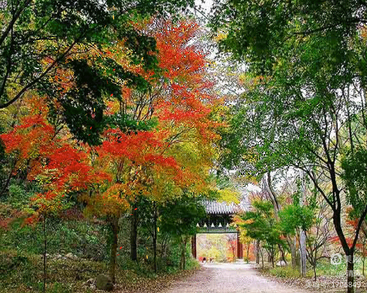 握手九月〔外二首〕文／陈铠 黑龙江【冰心文化传媒】（图3）