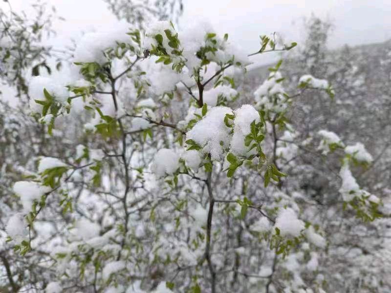 【荣耀中国】呼和浩特分社步韵蒋贵龙老师《同头诗、春夏秋冬(四首)》王茹（安徽）（图9）