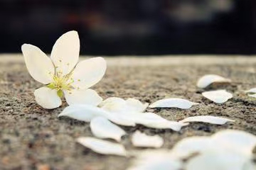 七律·步韵唐寅落花诗26/癸卯小雪（文/冯清明）……莲叶之珠文学社（图3）
